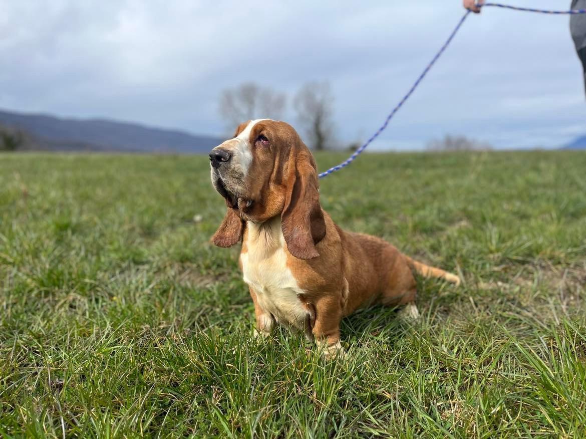 Saga Du Pont Pyrimont