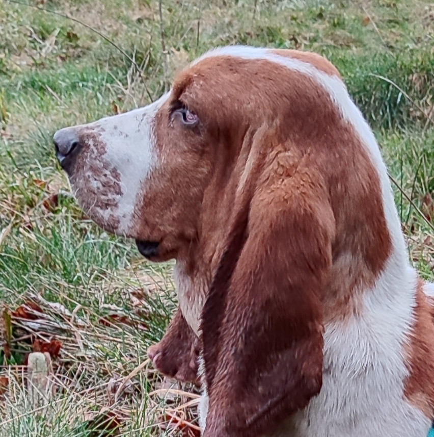 Umberto  des menthes sauvages