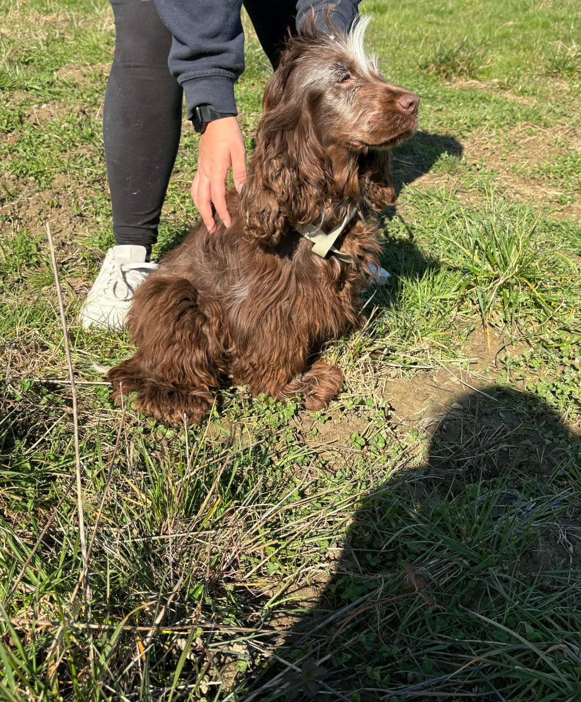 Upsilone des lumières de Sirius