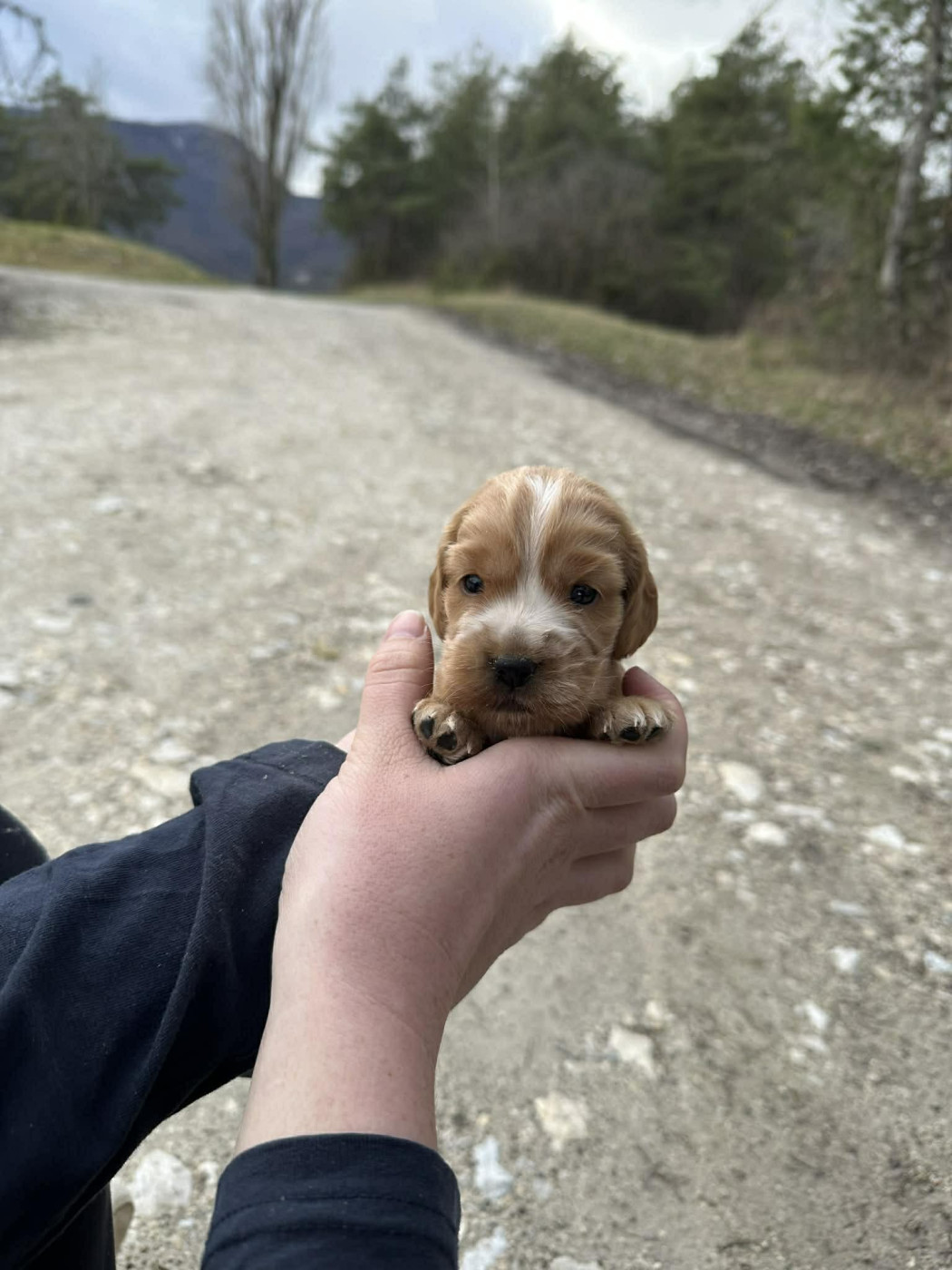Du Pont Pyrimont - Chiots disponibles - Cocker Spaniel Anglais