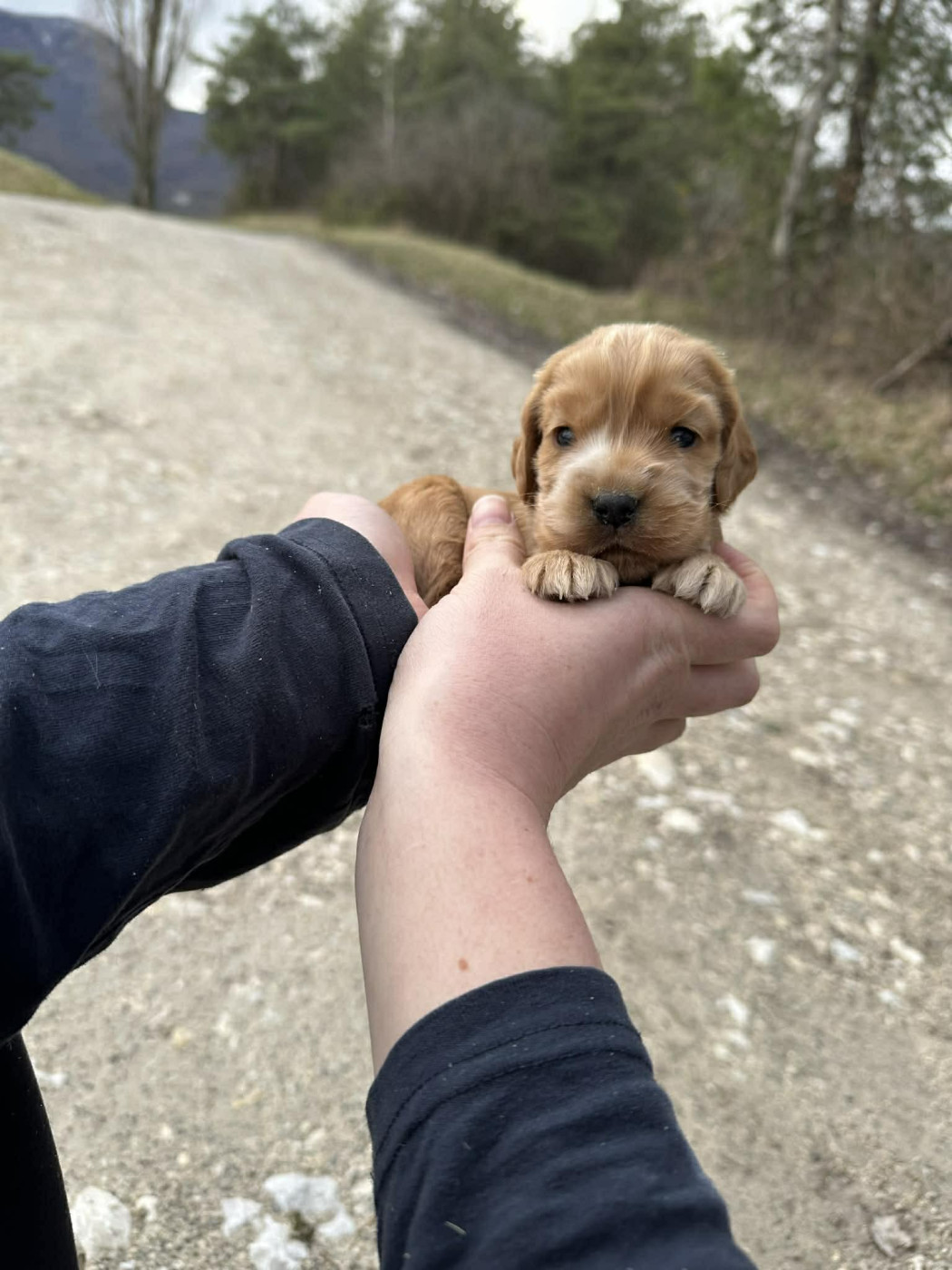 Du Pont Pyrimont - Chiots disponibles - Cocker Spaniel Anglais
