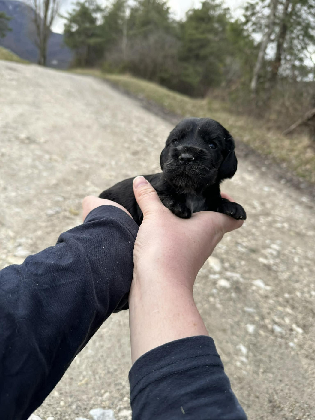 Du Pont Pyrimont - Chiots disponibles - Cocker Spaniel Anglais