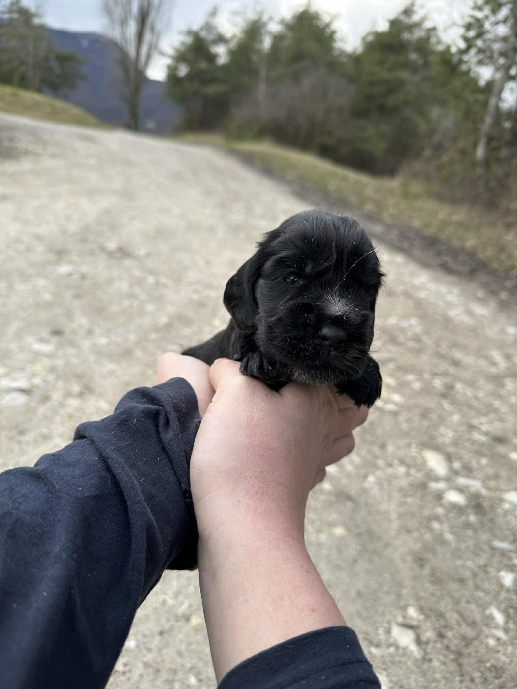 Du Pont Pyrimont - Chiots disponibles - Cocker Spaniel Anglais