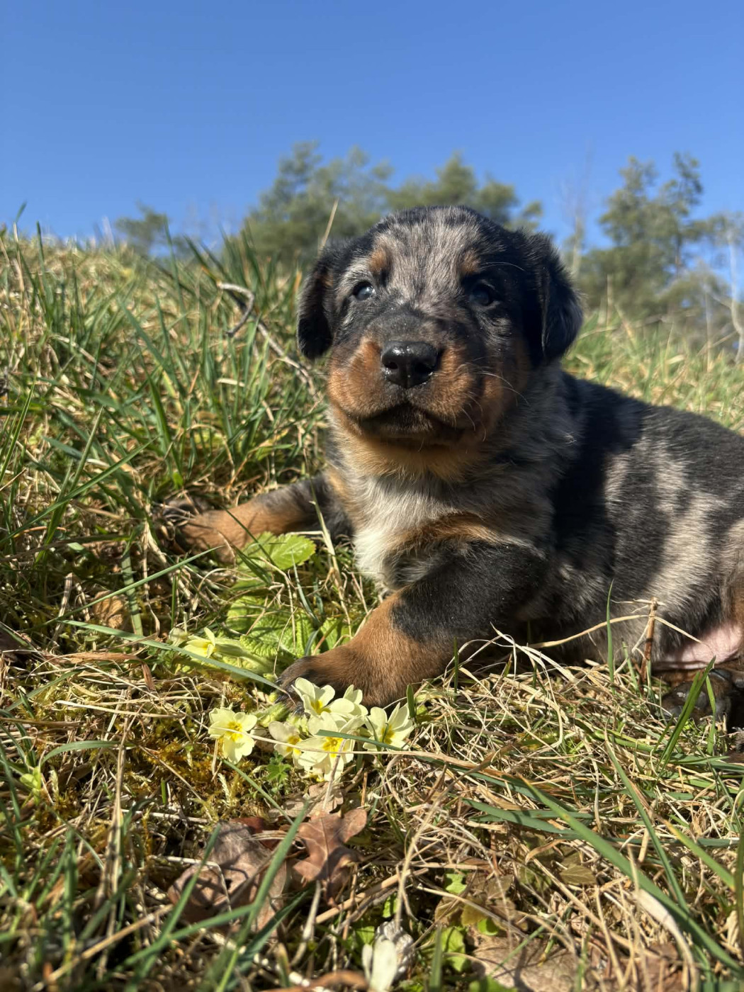 Du Pont Pyrimont - Chiots disponibles - Berger de Beauce
