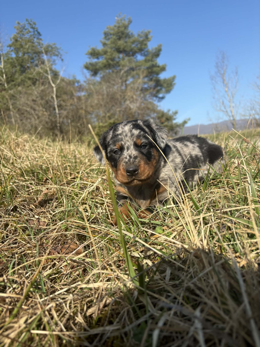 Du Pont Pyrimont - Chiots disponibles - Berger de Beauce