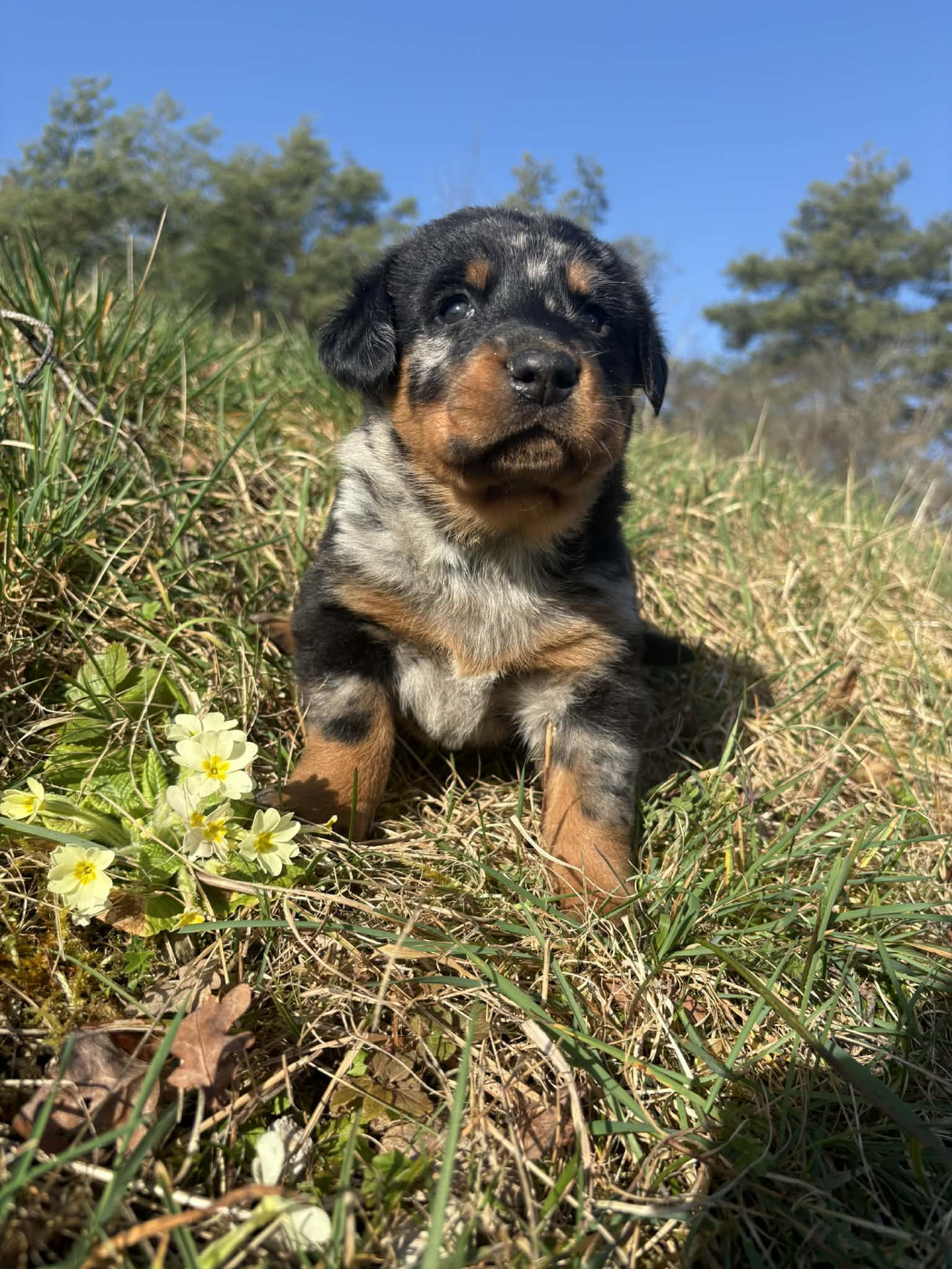 Du Pont Pyrimont - Chiots disponibles - Berger de Beauce