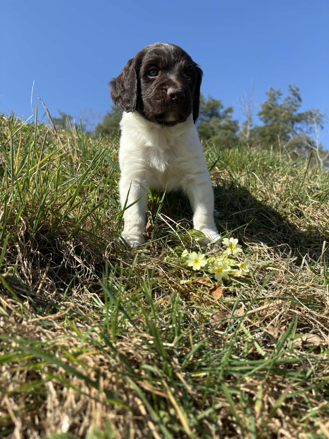 Du Pont Pyrimont - Chiots disponibles - Petit Epagneul de Münster