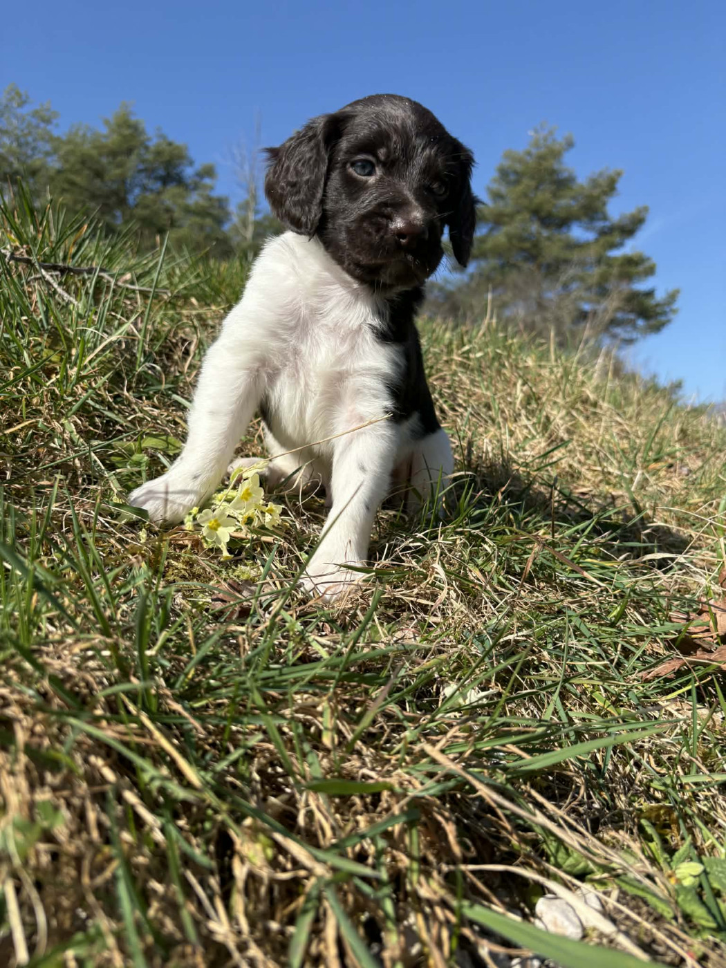 Du Pont Pyrimont - Chiots disponibles - Petit Epagneul de Münster