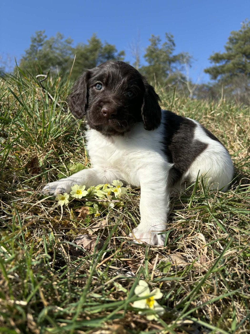 Du Pont Pyrimont - Chiots disponibles - Petit Epagneul de Münster