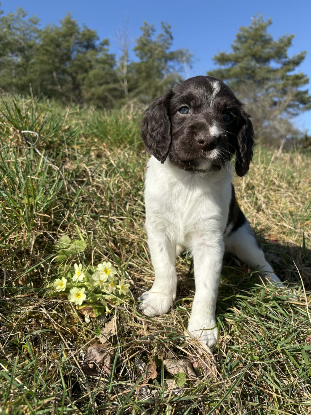 Du Pont Pyrimont - Chiots disponibles - Petit Epagneul de Münster