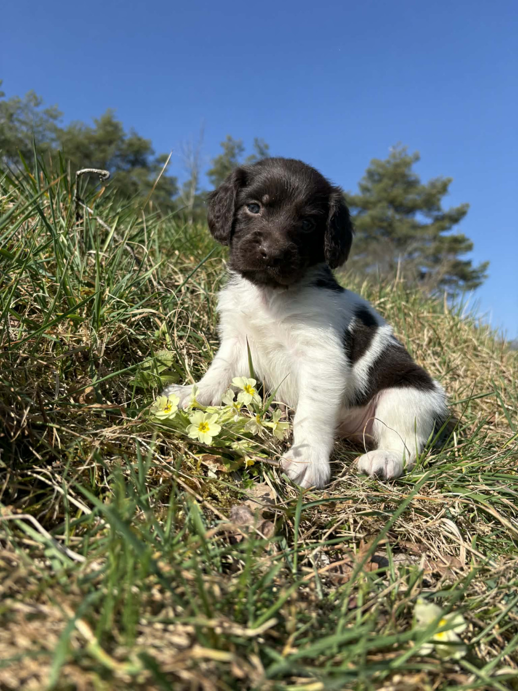 Du Pont Pyrimont - Chiots disponibles - Petit Epagneul de Münster