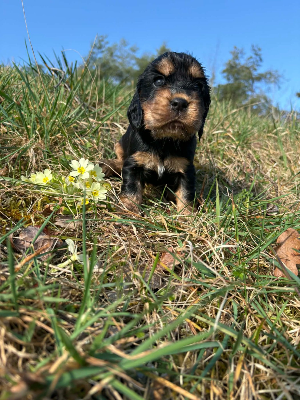 Du Pont Pyrimont - Chiots disponibles - Cocker Spaniel Anglais