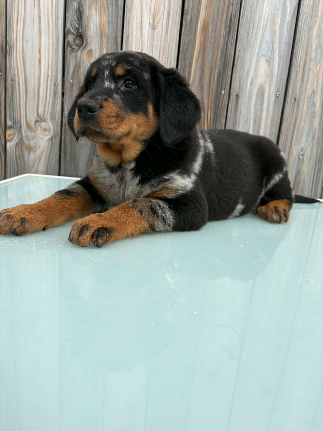 Du Pont Pyrimont - Chiots disponibles - Berger de Beauce