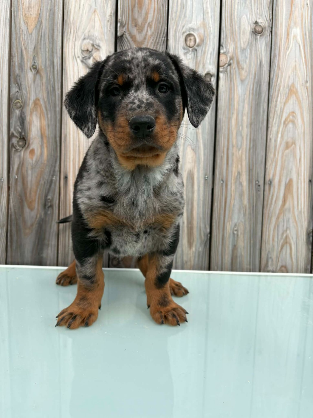 Du Pont Pyrimont - Chiots disponibles - Berger de Beauce