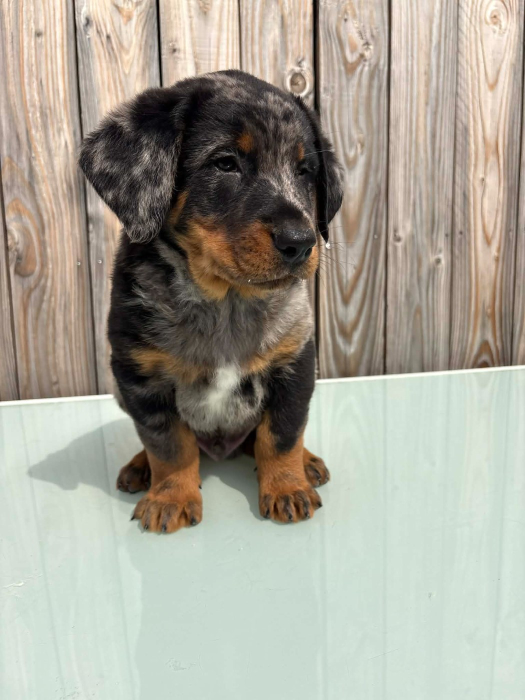 Du Pont Pyrimont - Chiots disponibles - Berger de Beauce